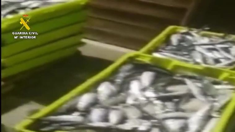 Incautados 655 kilos de sardina en el puerto de Malpica (A Coruña)