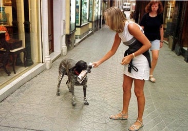 Tres de cada cuatro perros mayores de 3 años sufren dolor de encías