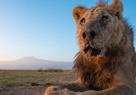 Miembros de una tribu masái matan al león en libertad más viejo de África