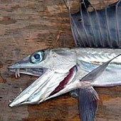 La enigmática llegada de peces caníbales a playas de la costa oeste de EE.UU. siembra el pánico entre bañistas