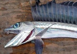 La enigmática llegada de peces caníbales a playas de la costa oeste de EE.UU. siembra el pánico entre bañistas