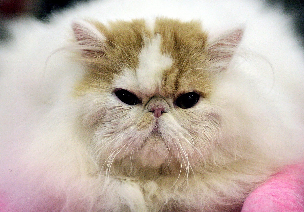 La insufiencia renal tiene una mortalidad por encima del 40%