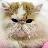 De esta enfermedad se puede morir tu gato si no estás alerta