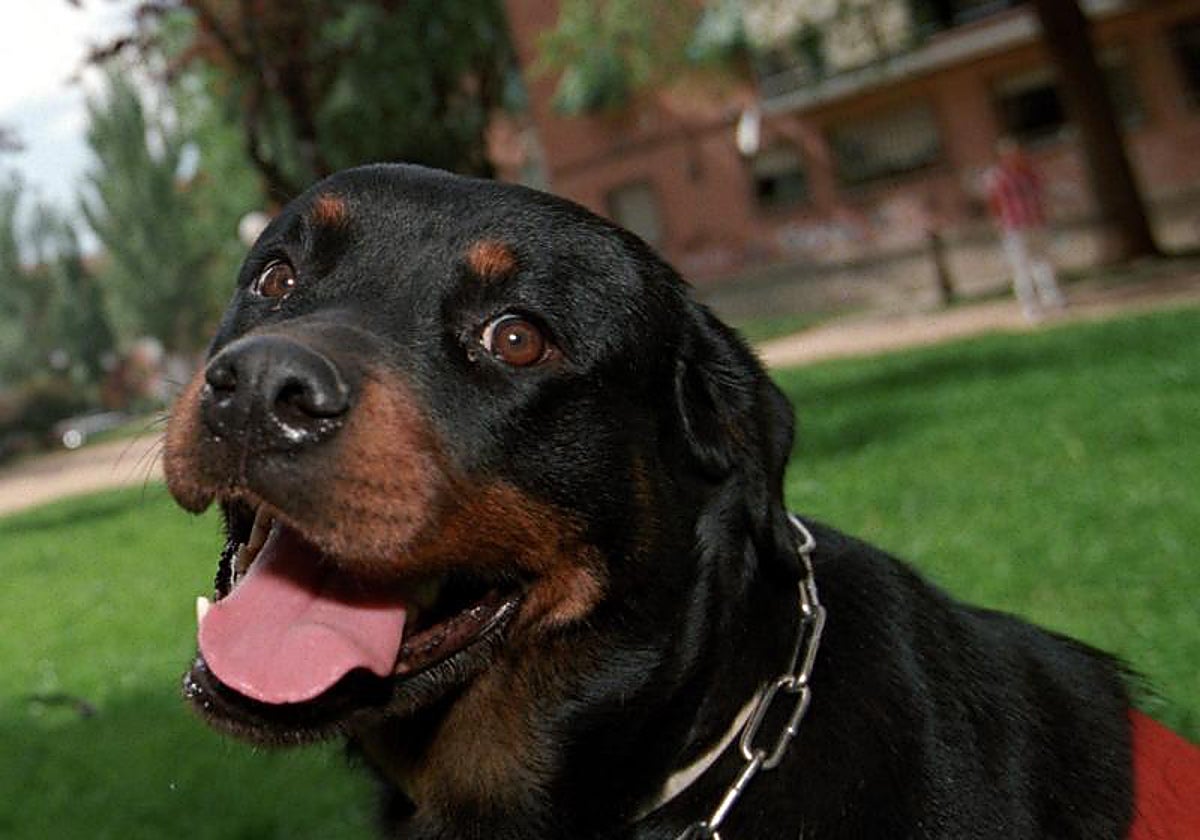 Una rottweiler entrenada para la asistencia de niños con TEA