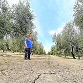 Aún dicen que el aceite es caro