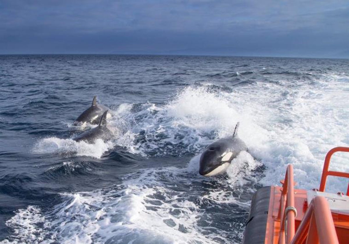 Unas orcas se aproximan a una embarcación