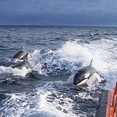 El Gobierno inicia el marcaje de las orcas para reducir los incidentes con los barcos