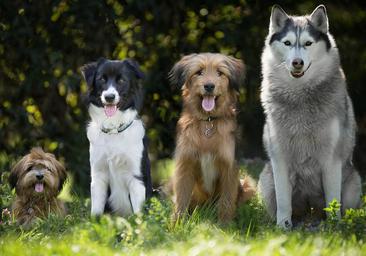 Este es el perro más agresivo según un estudio: no es de la raza que esperas