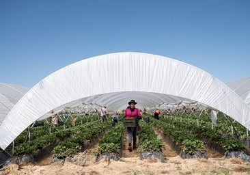Los freseros de Huelva responden al boicot alemán: «Las fincas más cercanas a Doñana están a 35 kilómetros»