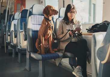 Cómo viajar con tu perro en Renfe: la guía definitiva