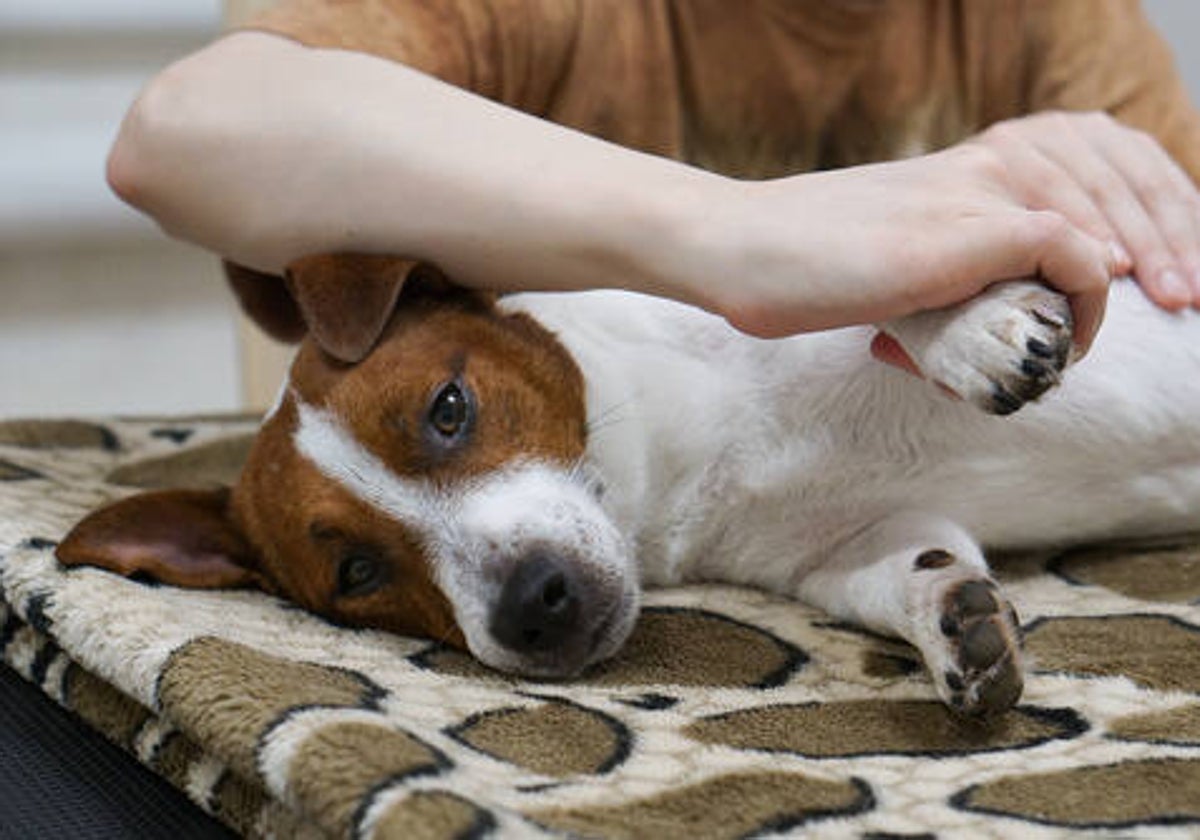 los perros se benefician del masaje