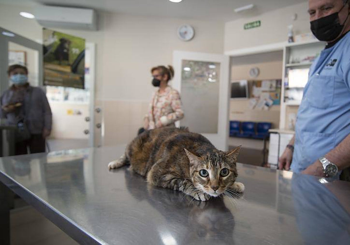 Un gato, hace unos meses en una consulta veterinaria en Madrid