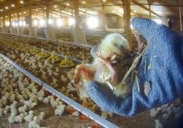 Aplastar pollos y pisotearlos hasta la muerte: un extrabajador expone la crueldad de una macrogranja británica