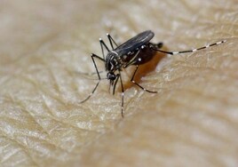 La OMS advierte de la «alta probabilidad» de enfermedades tropicales transmitidas por mosquitos