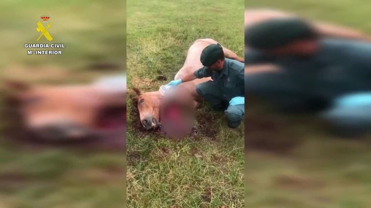 Investigan a un vecino de un pueblo de Cantabria por matar a un caballo cortándole el cuello: sospechan que quería ahorrarse el veterinario