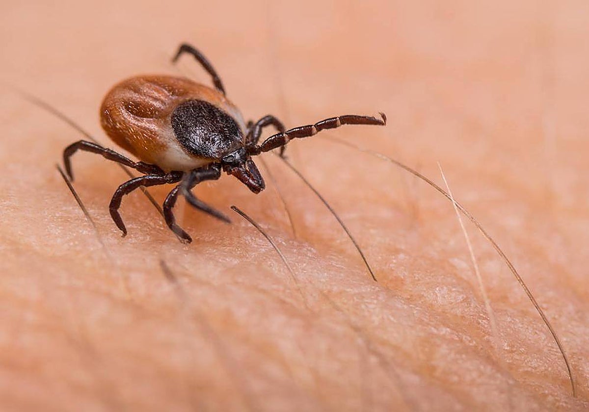 Una garrapata sobre piel humana