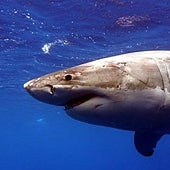 ¿Hacerse el muerto?, ¿tirarle piedras...?: Los consejos más útiles por si te encuentras un tiburón en la playa