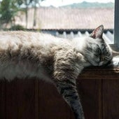 ¿Cómo evitar que el calor afecte a su gato?