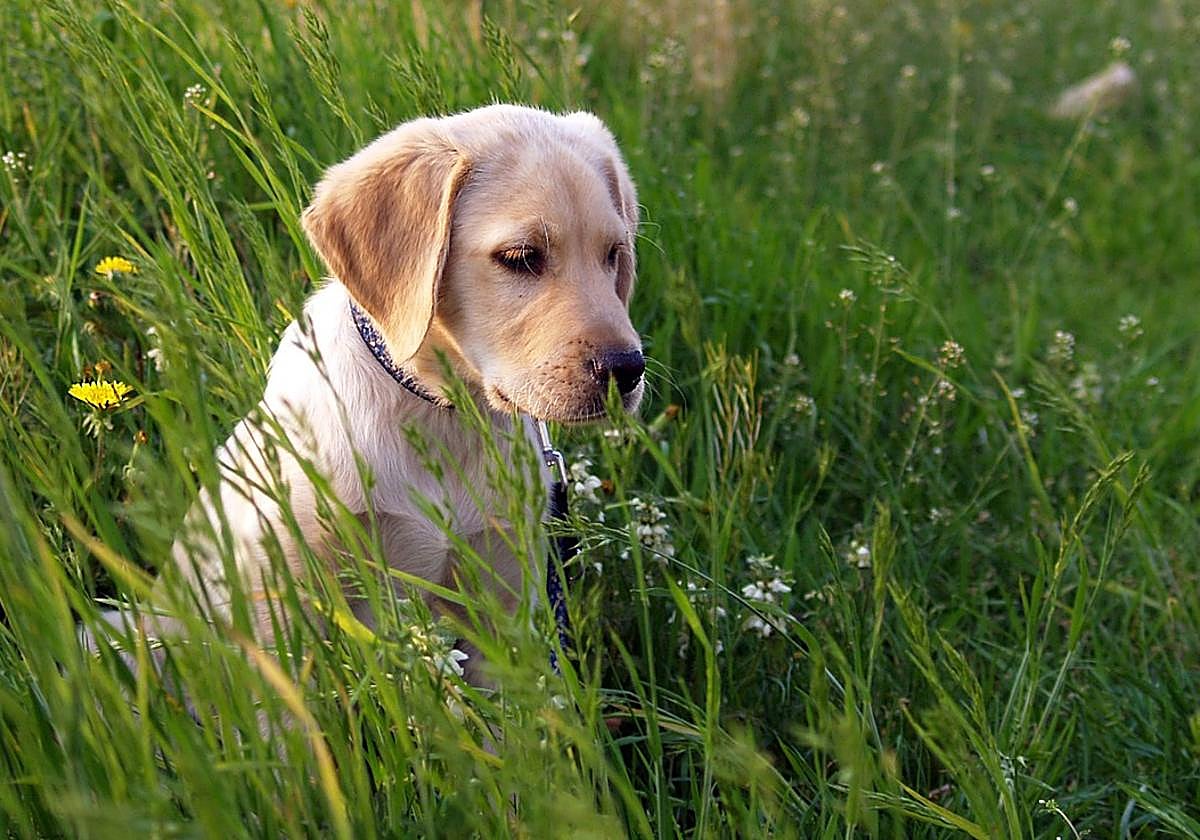 Cachorro de labrador
