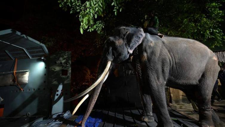 El elefante Sak Surin regresa a su Tailandia natal desde Sri Lanka tras sufrir malos tratos