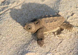 La tortuga boba 'Borgia' consigue anidar en Murcia tras tres años de intentos fallidos