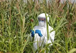 Bruselas quiere relajar las restricciones a los cultivos editados genéticamente