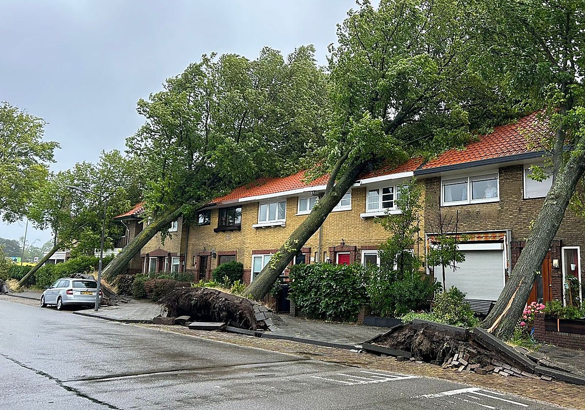 Una calle de Ámsterdam que muestra los daños causados por los árboles