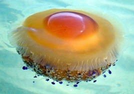 Llegan las medusas huevo frito a España: qué hacer y cómo actuar si te pica una