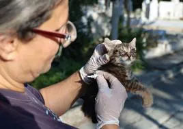 Un coronavirus felino amenaza a los gatos en Chipre: más de 300.000 muertes desde enero