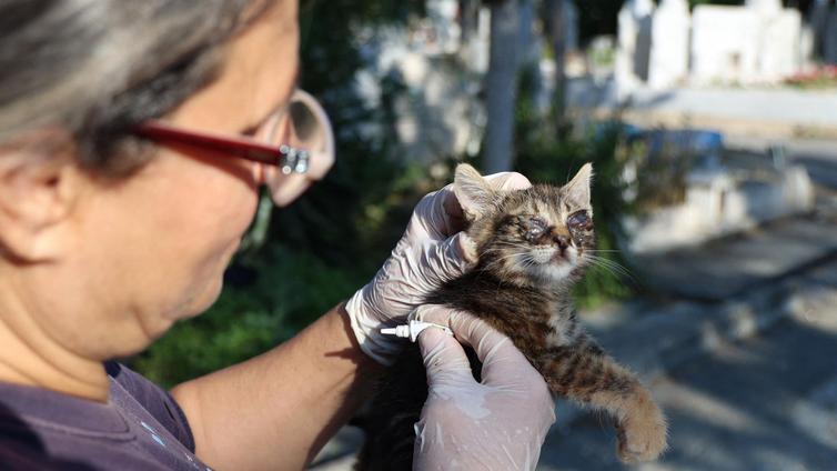 Un coronavirus felino amenaza a los gatos en Chipre: más de 300.000 muertes desde enero