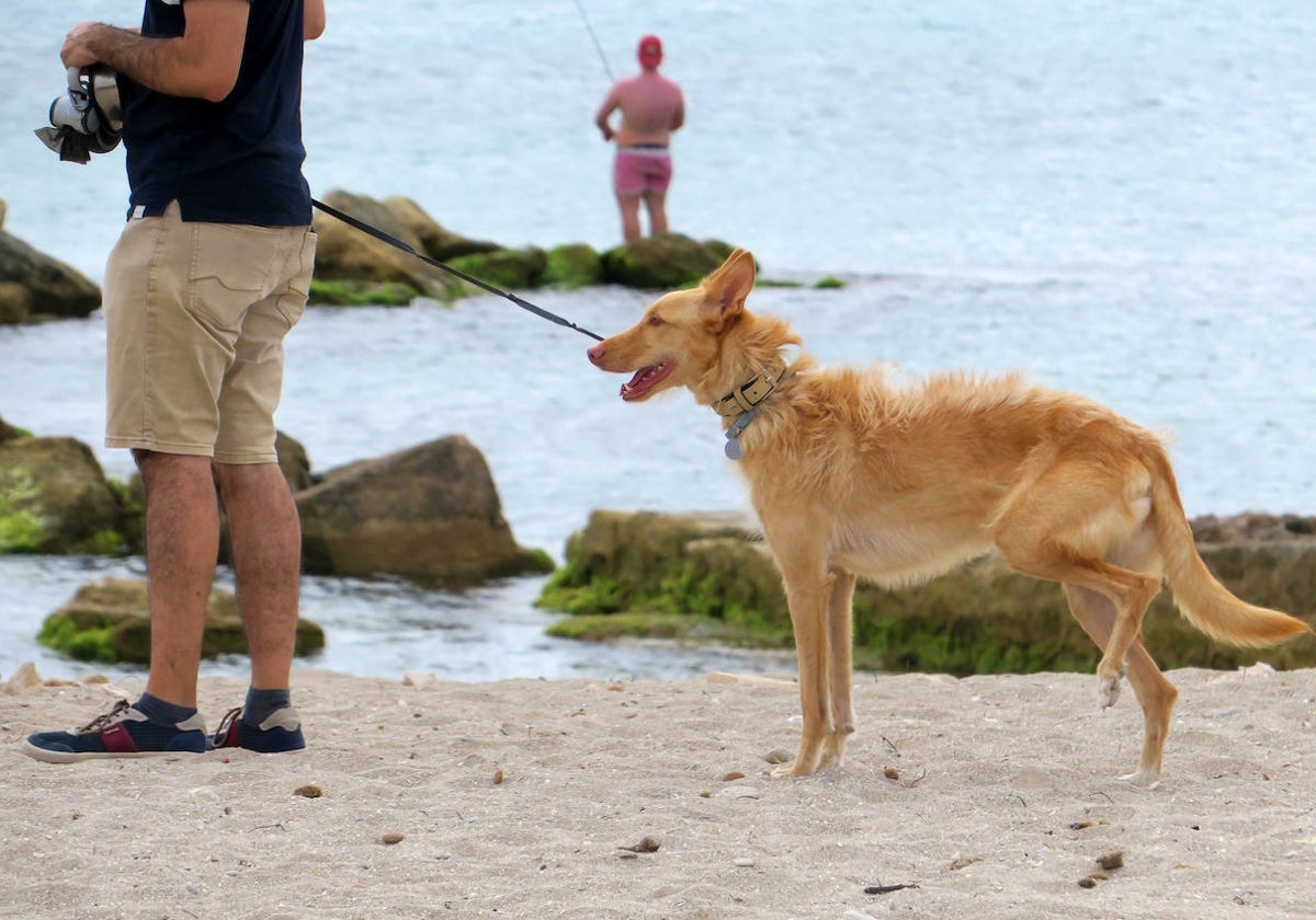 los perros prefieren agua tibia o fria