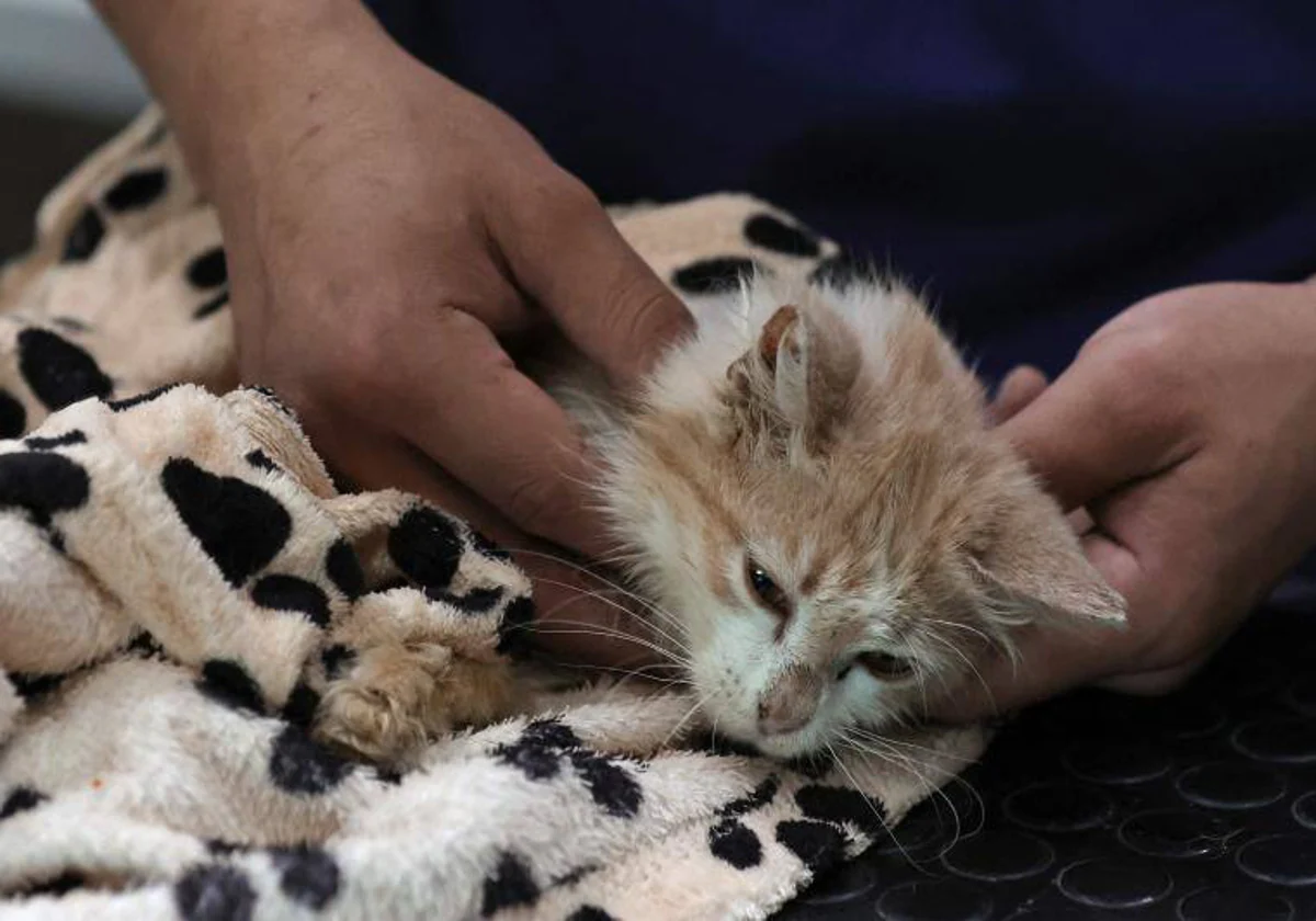 los resfriados de los gatos son contagiosos para los perros