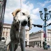 Qué es el seguro de responsabilidad civil para perros: cuánto cuesta, qué cubre y en qué comunidades ya es obligatorio