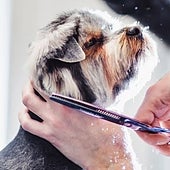 ¿Es conveniente cortar el pelo a los perros por el calor?