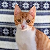 Aumentan los casos de gripe aviar en gatos en Polonia: el 54% de los analizados da positivo