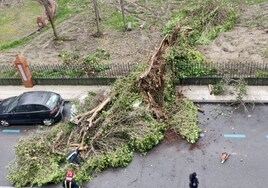 Milán, un cementerio de 400 árboles por el temporal: «No vi nada igual en 65 años»