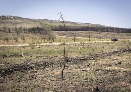 Un año después de los fuegos en sierra de la Culebra y Losacio que carbonizaron Zamora: «Seguimos quemados»