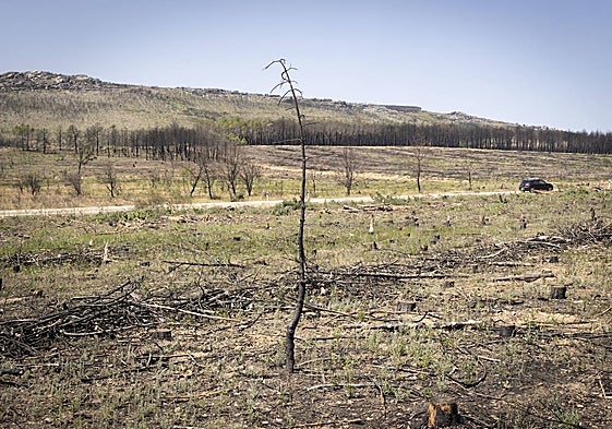 Tocón de uno de los árboles calcinados en el término de Tábara, cortado para aprovechar su madera
