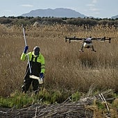 Alerta en la UE por la expansión de virus transmitidos por mosquitos