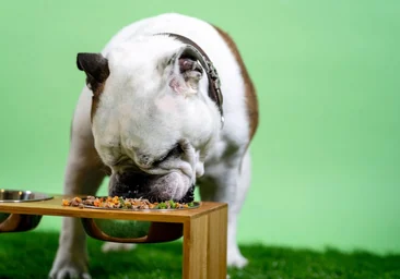 ¿Sabe realmente lo que come su perro?: Consejos para mejorar la alimentación de su mascota