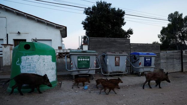 Alerta por la superpoblación de jabalíes: «Nunca ha habido tantos»