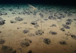Nadie reclama el 'oro tecnológico' de la mayor mina submarina del mundo