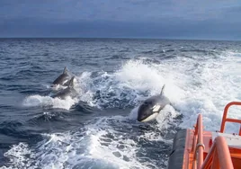 Los tripulantes de un velero disparan a un grupo de orcas en el Estrecho de Gibraltar