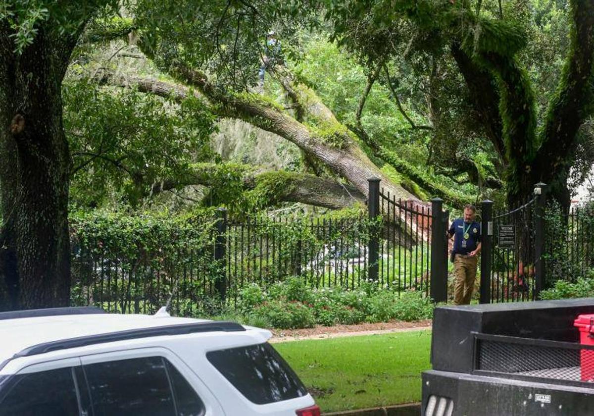 Un roble centenario cae sobre la casa del gobernador de Florida, Ron DeSantis