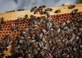 Cinco millones de abejas se escapan de un camión que las transportaba en Canadá