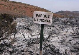 Más de 60 especies protegidas fueron afectadas por el incendio de Tenerife