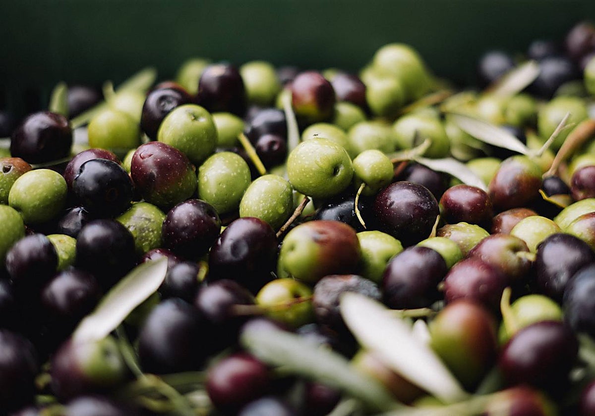 La UE alerta de la llegada a España de unas aceitunas de Marruecos con un pesticida prohibido