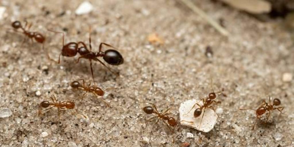 La temuta formica rossa è arrivata in Italia e minaccia di diffondersi in tutta Europa