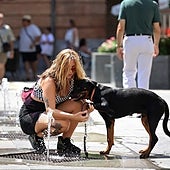 Todo lo que debes saber sobre el curso obligatorio para dueños de perros de la Ley de Bienestar Animal