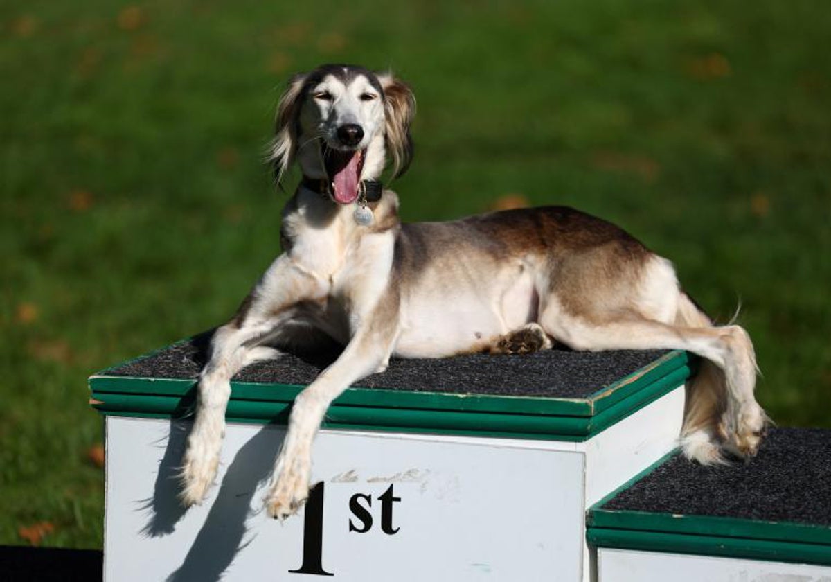 Un Saluki llamado Lola se relaja en un podio